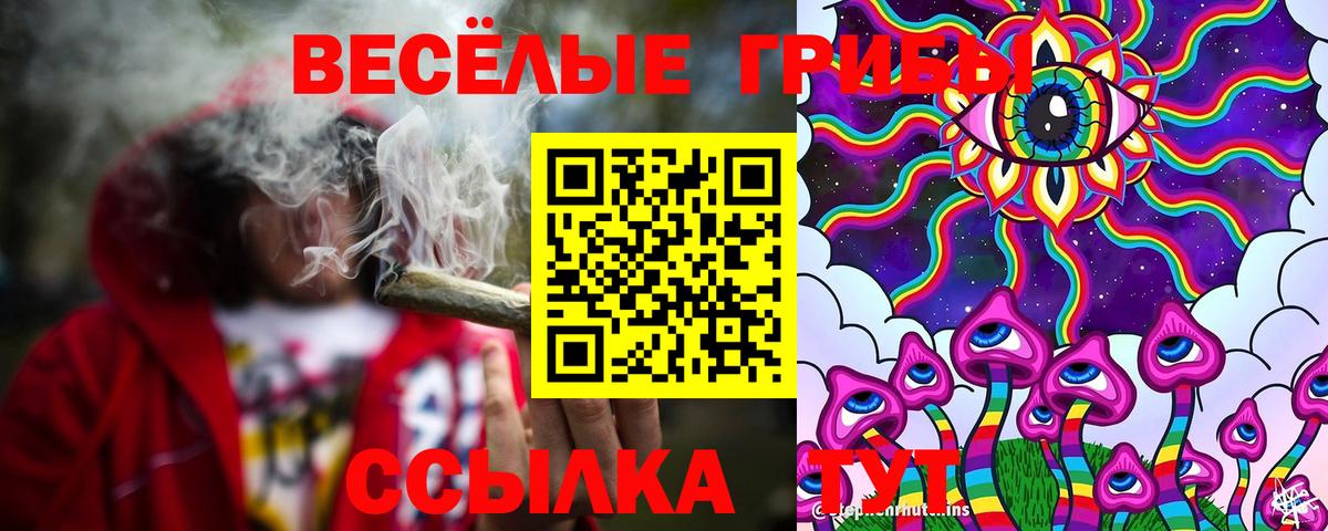 Галлюциногенные грибы Psilocybe Нальчик